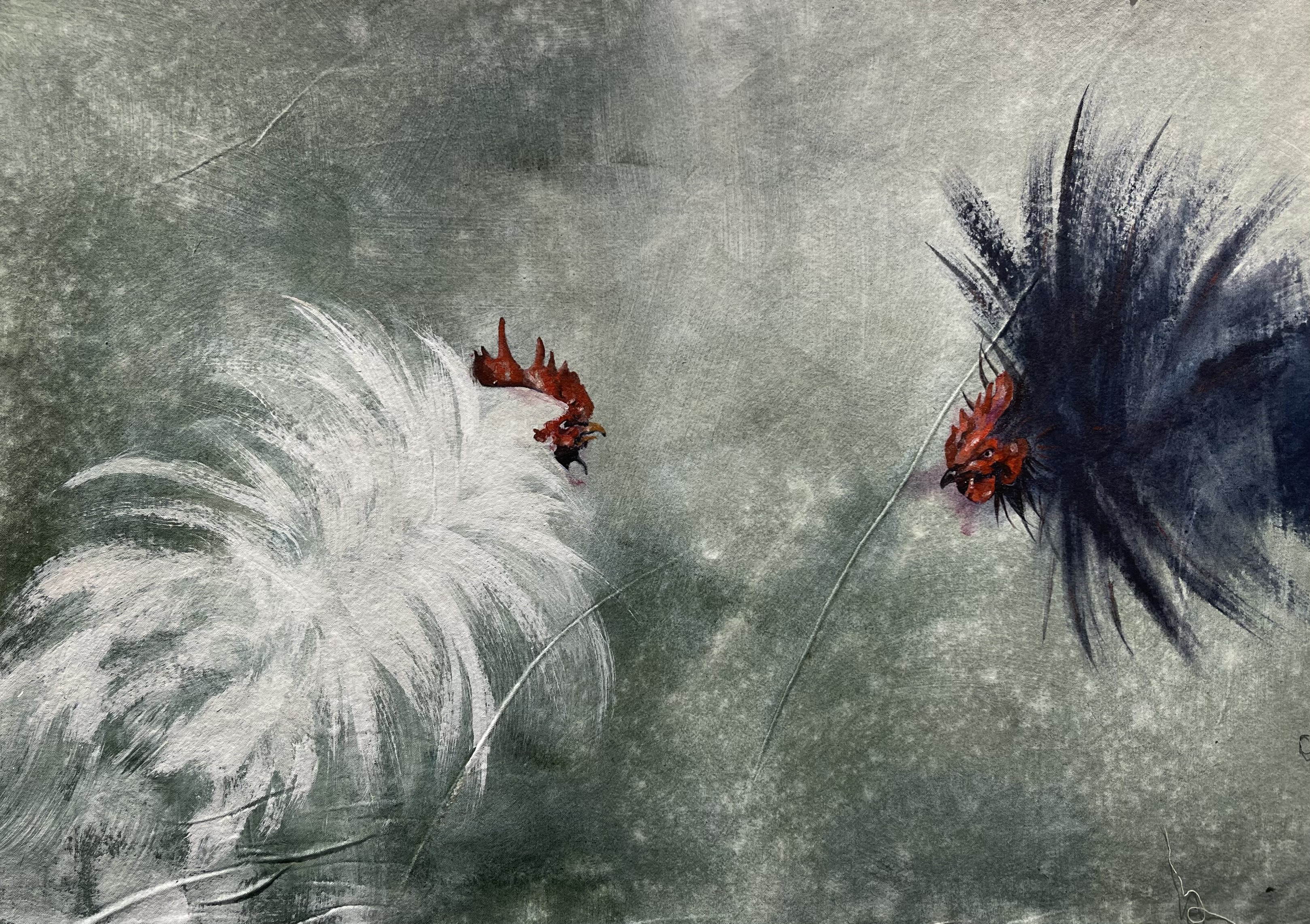 Cockfighting