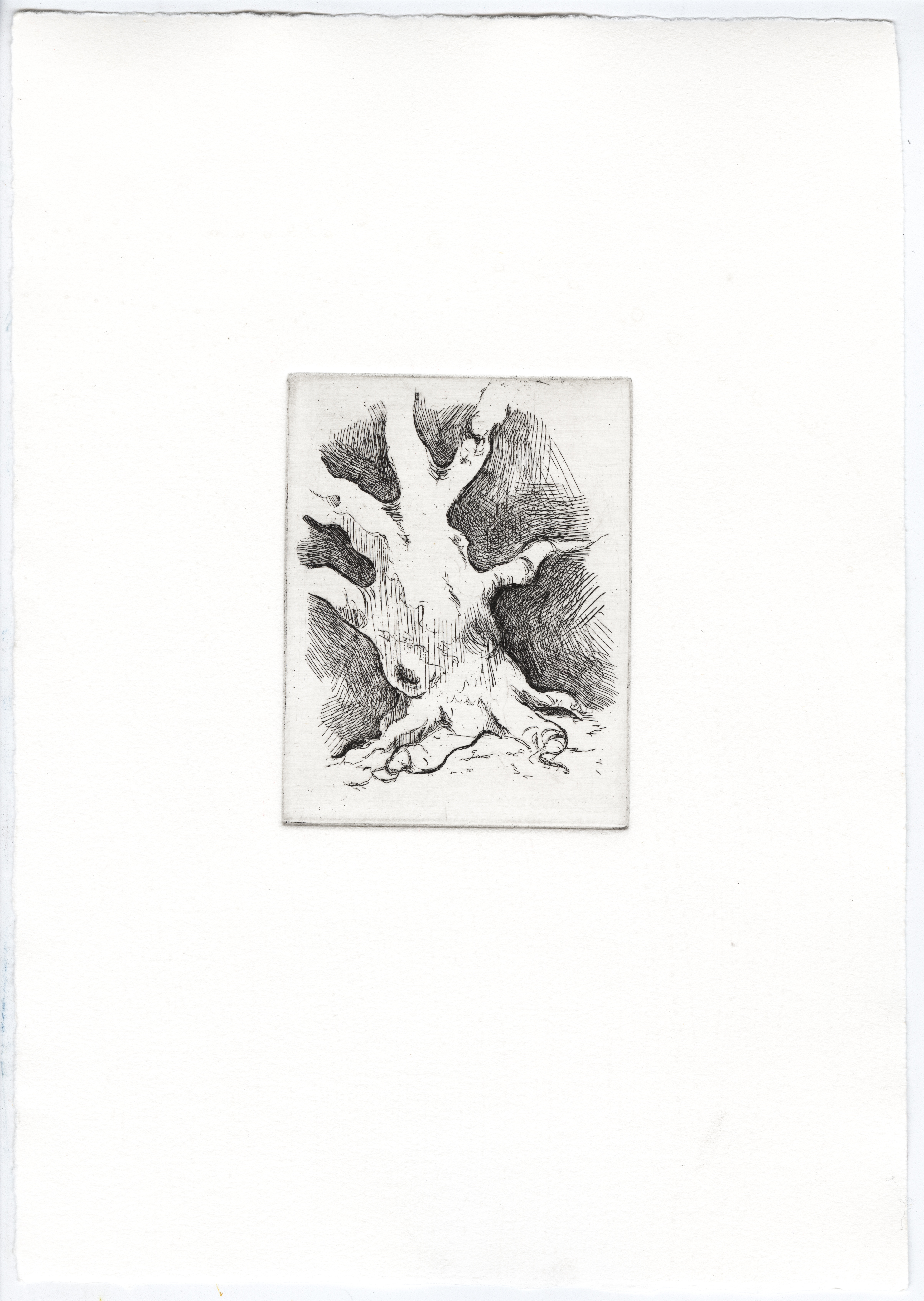 Imaginary Tree